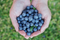 Blueberries, the Anti-Inflammatory Superfood