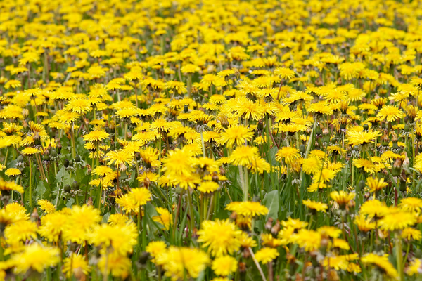 Remove Dandelions and Other Weeds Naturally